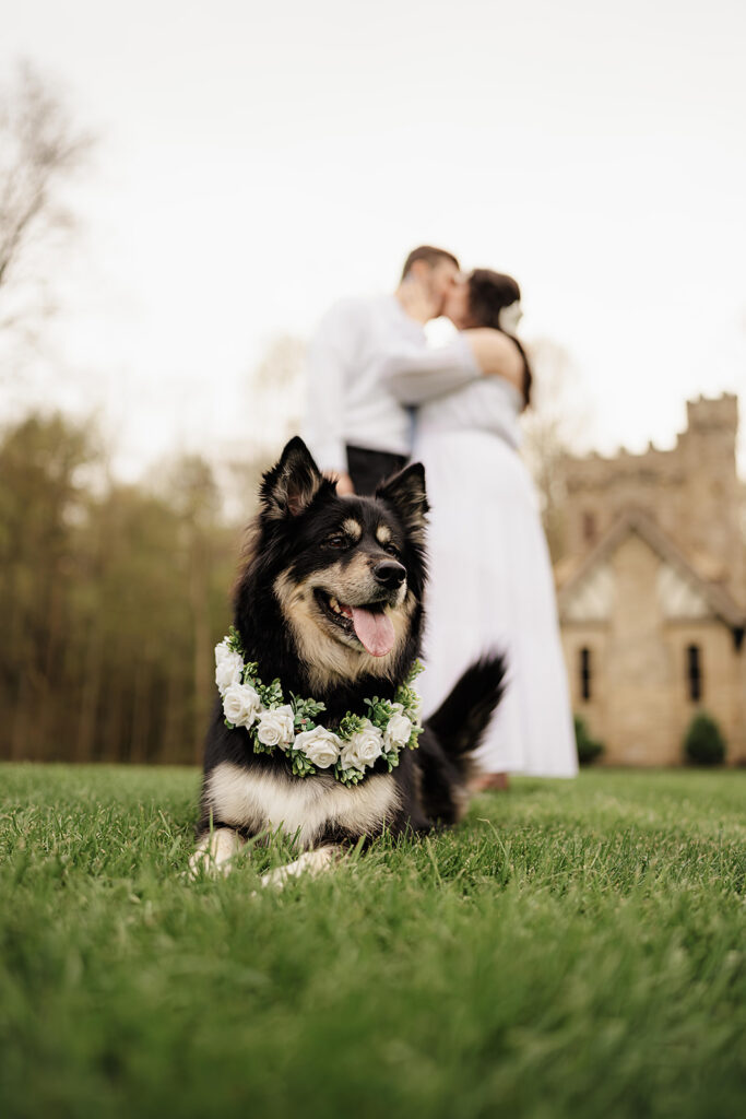 including your pet in engagement session