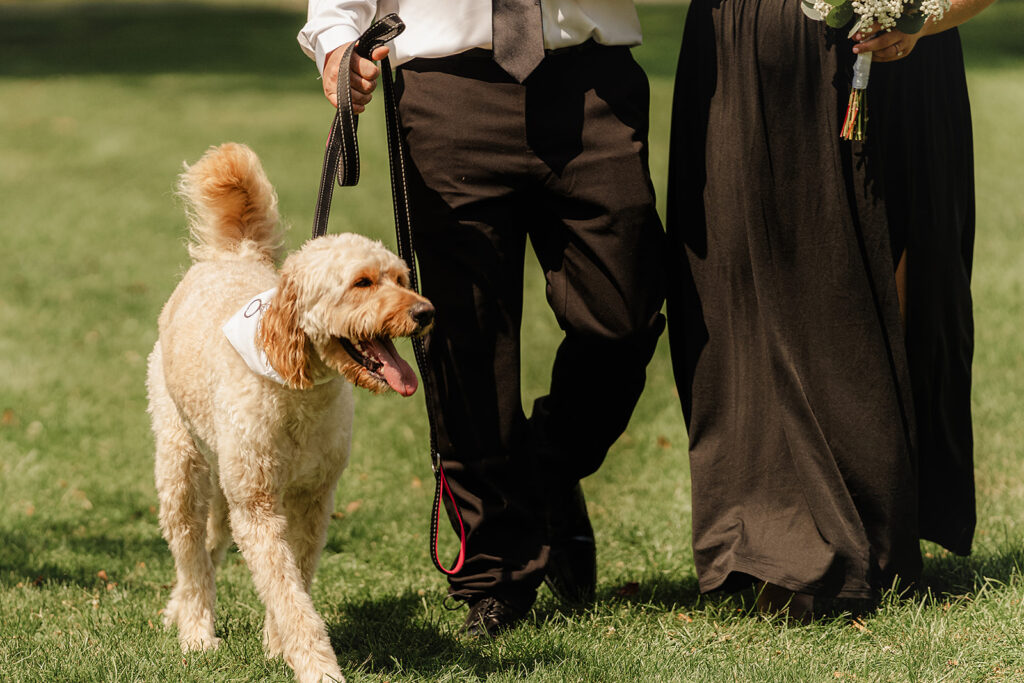 Dog walk down the aisle 